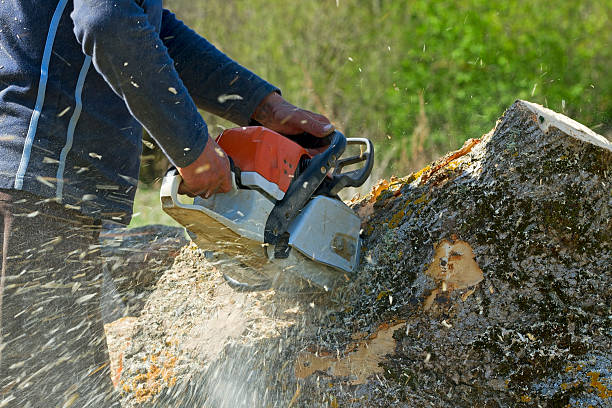 How Our Tree Care Process Works  in  Palm Valley, FL